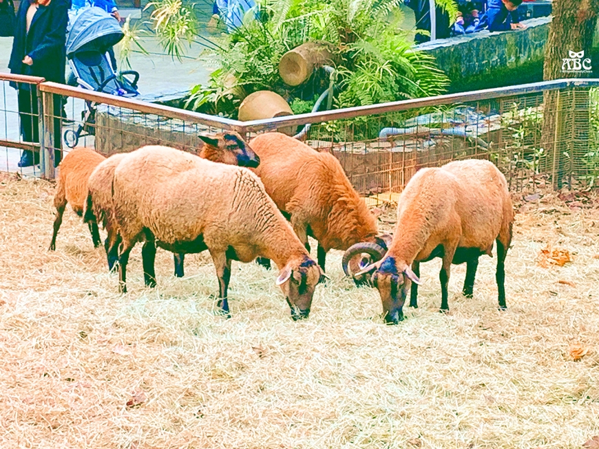 嘉義親子網美景點綠營牧場拍照打卡