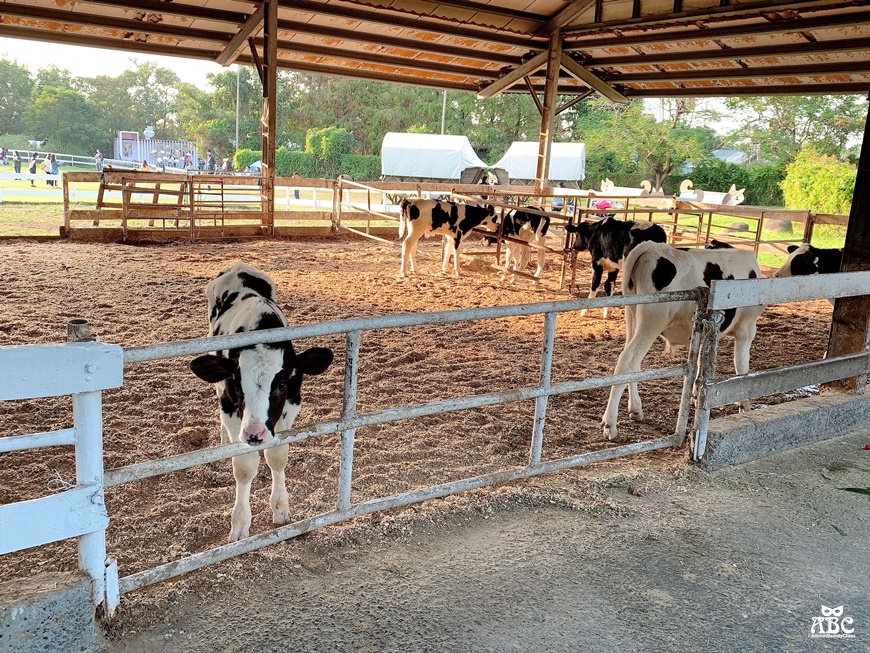 嘉義親子網美景點綠營牧場拍照打卡
