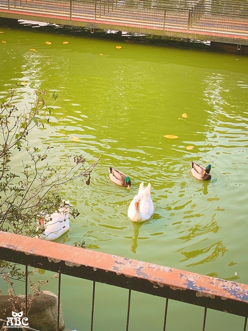 嘉義親子網美景點綠營牧場拍照打卡