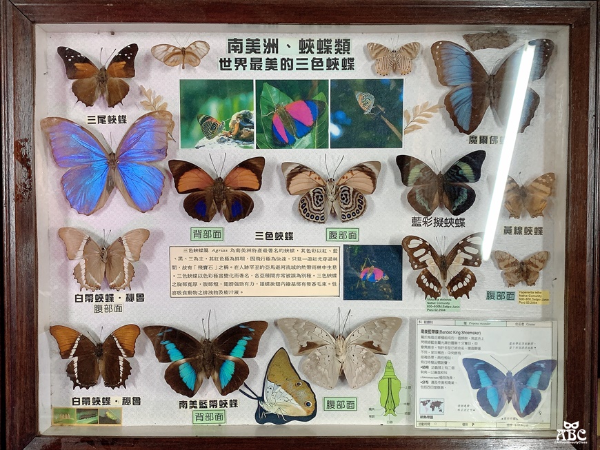 嘉義親子網美景點綠營牧場拍照打卡