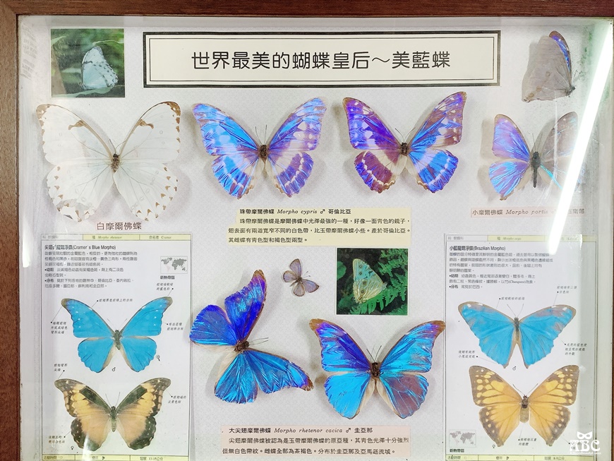 嘉義親子網美景點綠營牧場拍照打卡