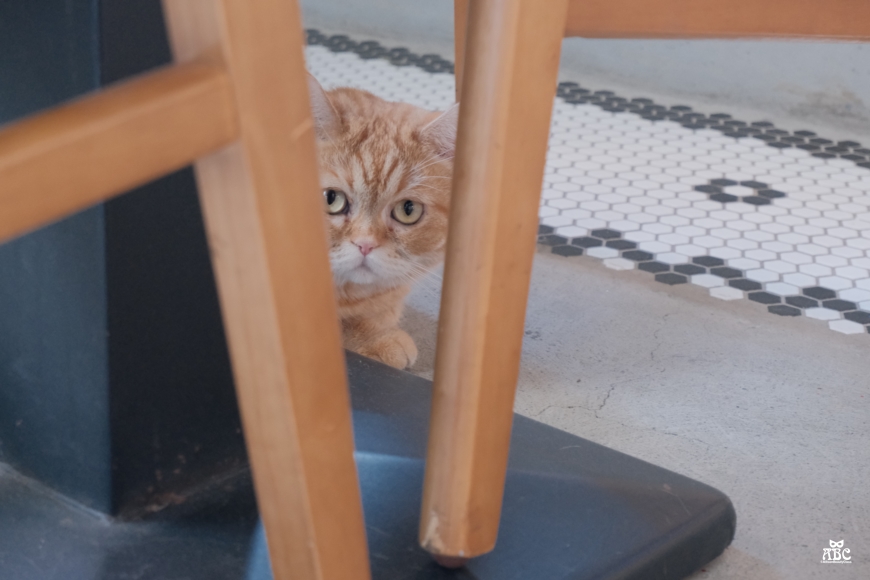 CMYK GALLERY|台中畫室|自助畫室|手作課|台中室內景點|IG打卡熱點
