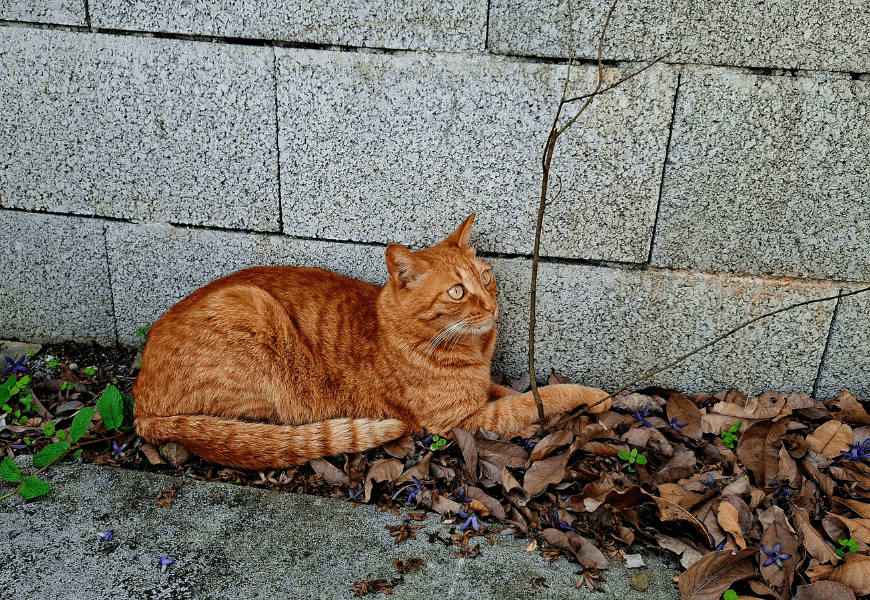 SamsungGalaxyA565G開箱|三星手機開箱實拍|AI修圖自動剪輯|去背|手機P圖|手機自拍VLOG
