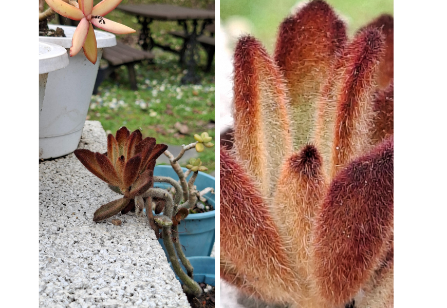 SamsungGalaxyA565G開箱|三星手機開箱實拍|AI修圖自動剪輯|去背|手機P圖|手機自拍VLOG
