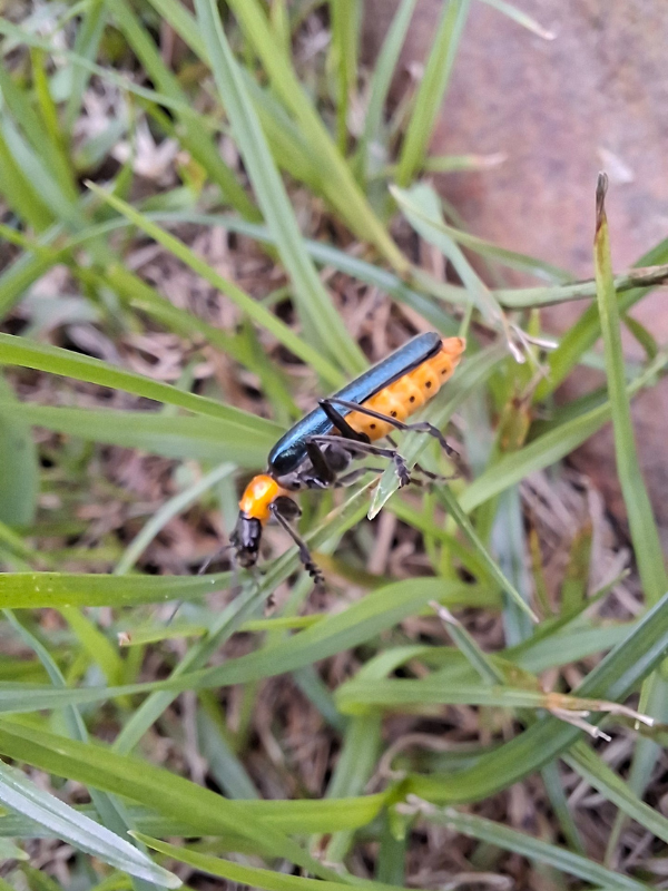 SamsungGalaxyA565G開箱|三星手機開箱實拍|AI修圖自動剪輯|去背|手機P圖|手機自拍VLOG
